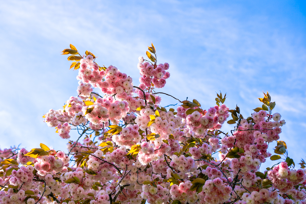 Clark college cherry blossoms vancouver washington