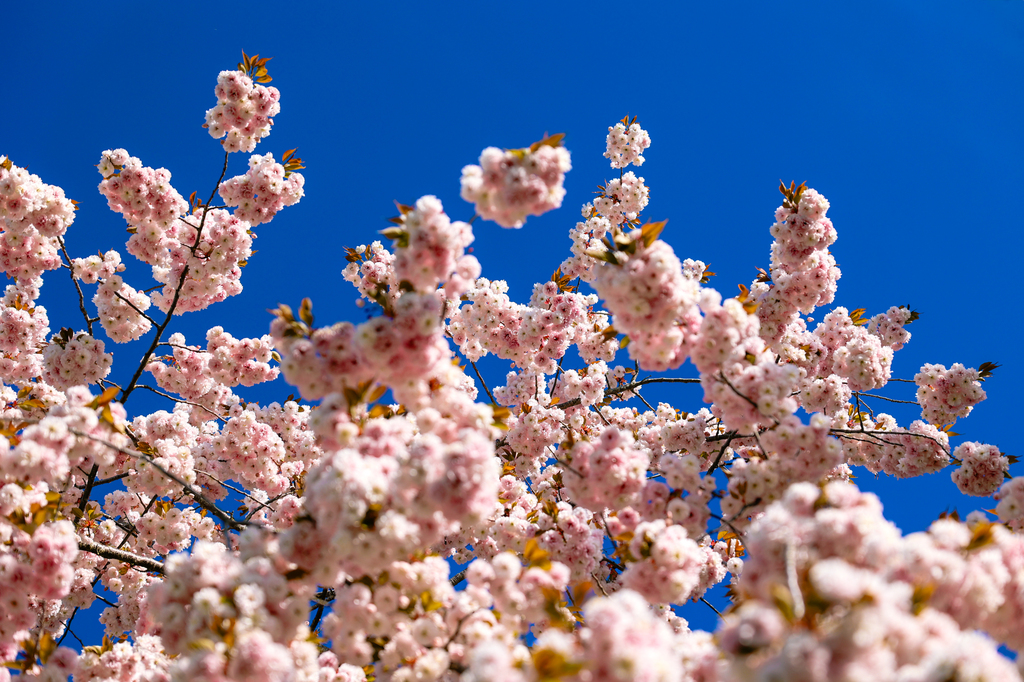 Clark college cherry blossoms vancouver washington