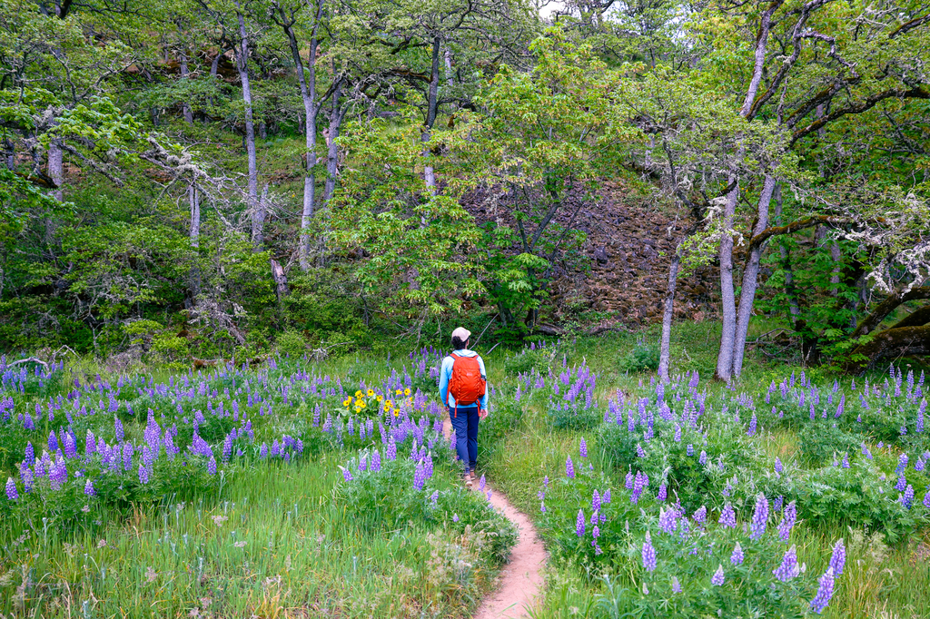 Catherine Creek hike in the Columbia River Gorge with spring wildflowers lupine and arrowleaf balsamroot 