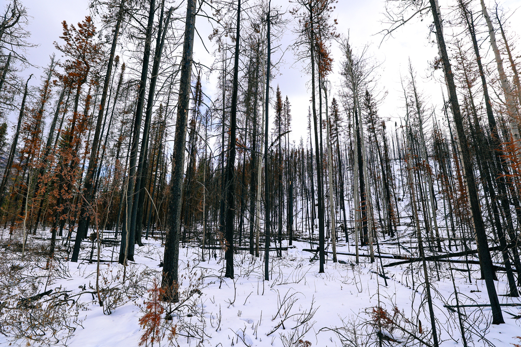 Japser National Park after the 2024 fire, showing burnt trees in winter