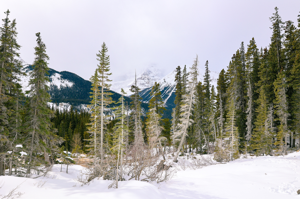 Weather in Jasper National Park in winter