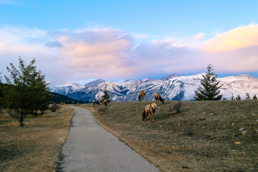 Elk in Jasper Canada
