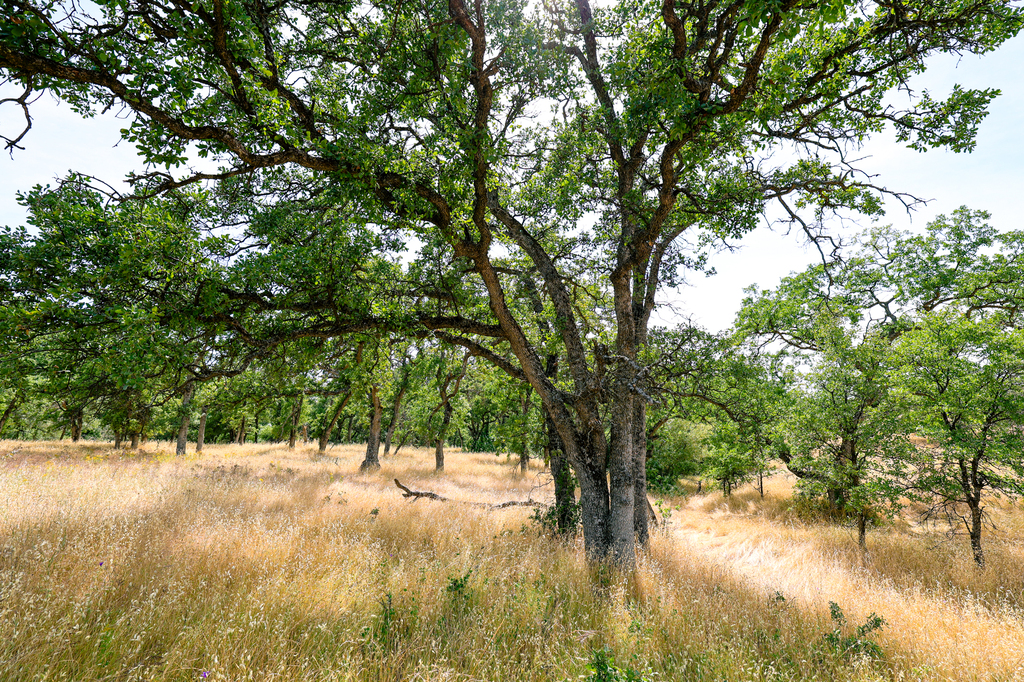 Yahi Trail hike in Bidwell Park Chico California