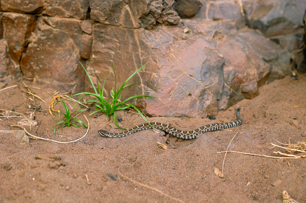 Rattlesnake on trail while hiking in Chico California central valley desert
