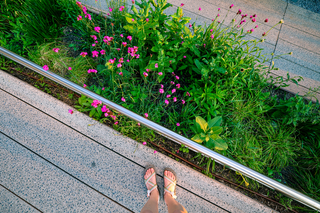 New York City, NYC - view from the High Line in summer in the evening with flowers