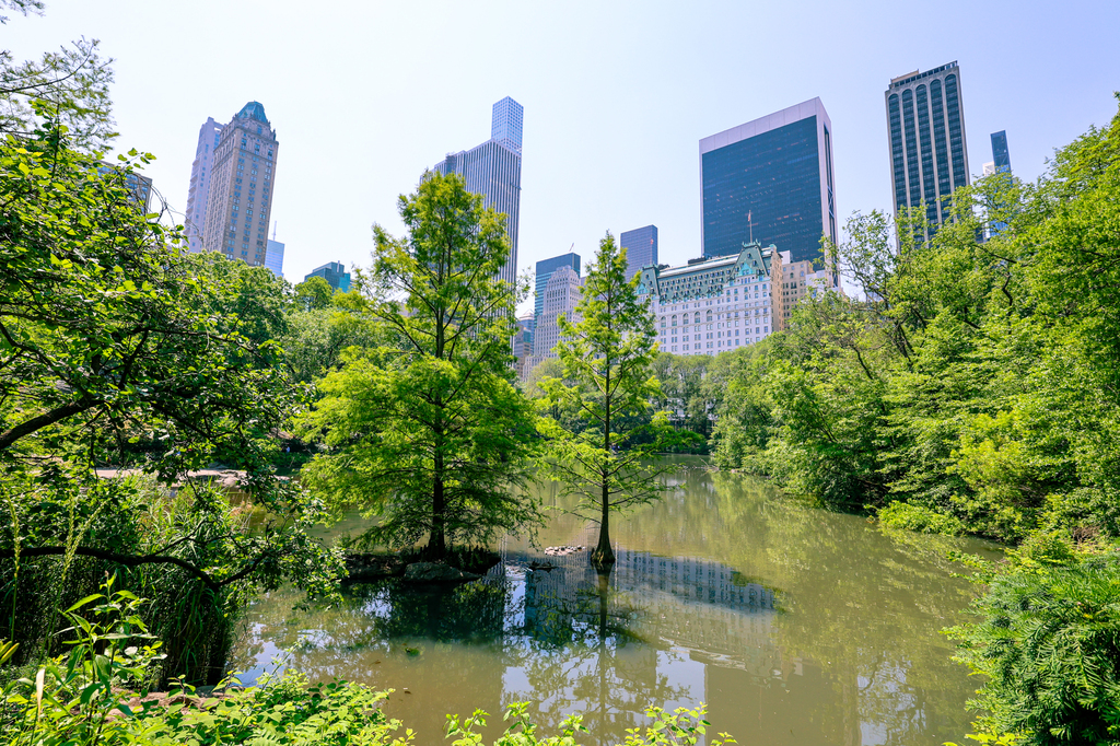 New York City free outdoor activities to do in NYC in summer - central park birding