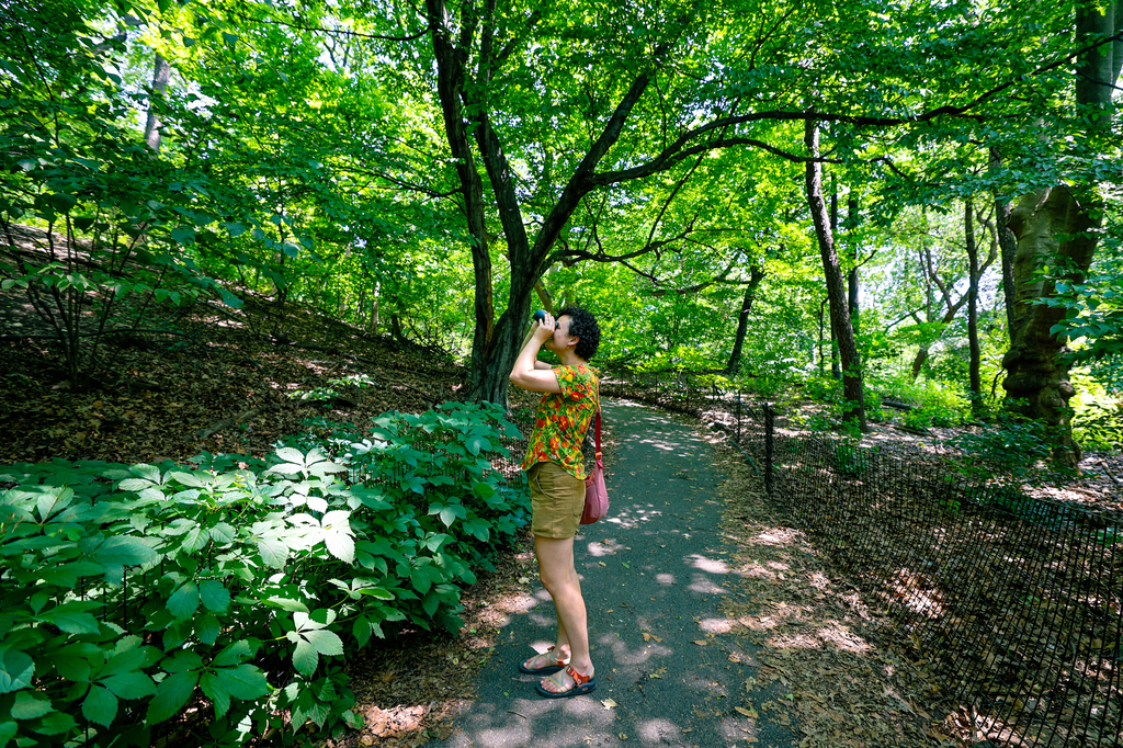 New York City free outdoor activities to do in NYC in summer - central park birding