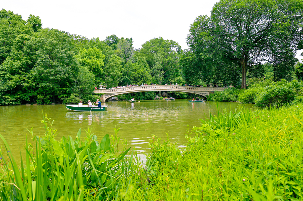 New York City free outdoor activities to do in NYC in summer - central park birding