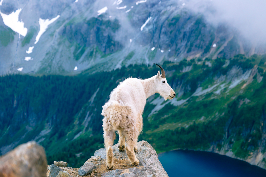 Mountain goat in North Cascades National Park