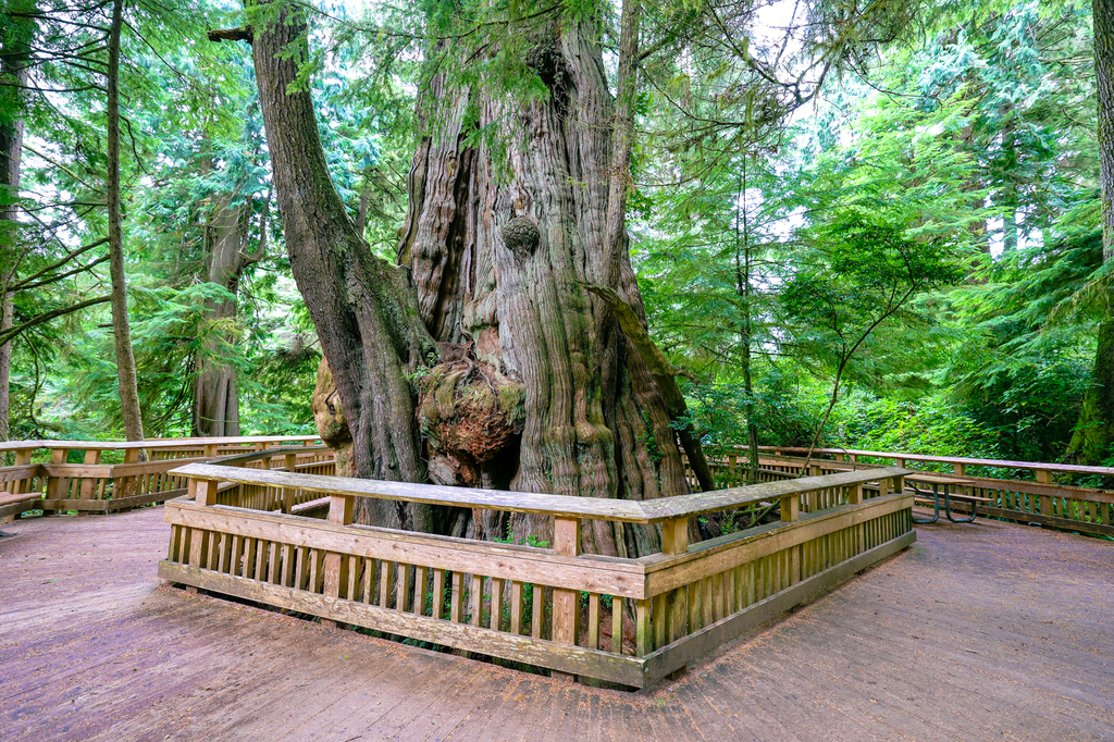 Rockaway Beach Cedar Wetlands Preserve giant cedar