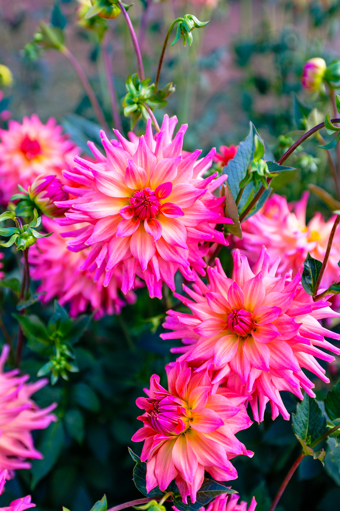 Old House Dahlias