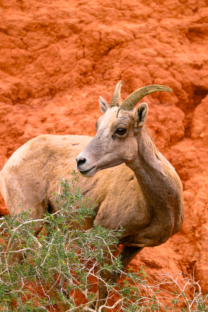Best outdoor activities near Las Vegas - valley of fire state park in Nevada longhorn sheep goats