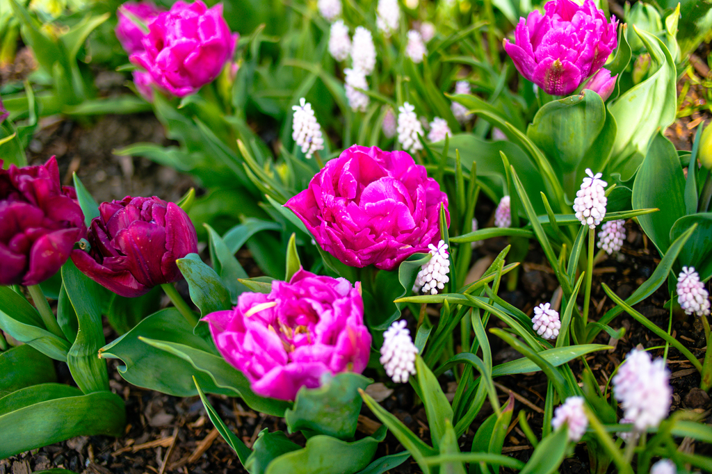 Tulip Town, Skagit Valley